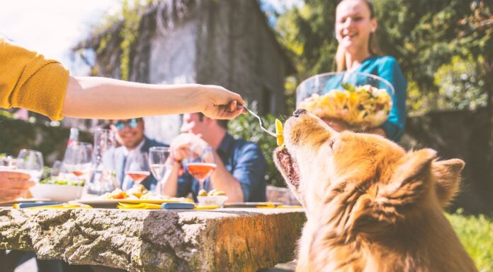 Ikke la hunden bli med på grillfesten