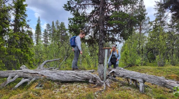 Markerer 35 års jubileum med nyoppussede naturstier i fjellskogen