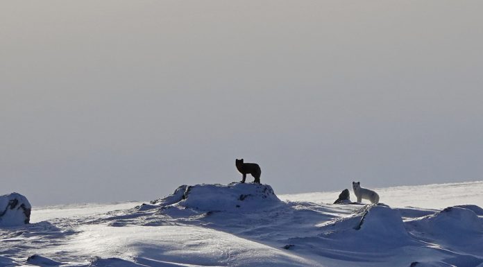 Meld fra hvis du ser fjellrev Fjellreven jakter på mat og nye områder å bosette seg. Meld fra om du ser en fjellrev på din vei. Foto: Craig Jackson, NINA