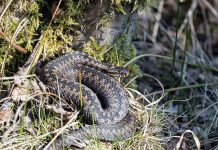 Huggormsesongen er i gang