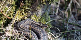 Huggormsesongen er i gang