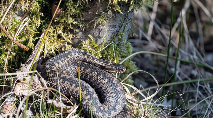 Huggormsesongen er i gang