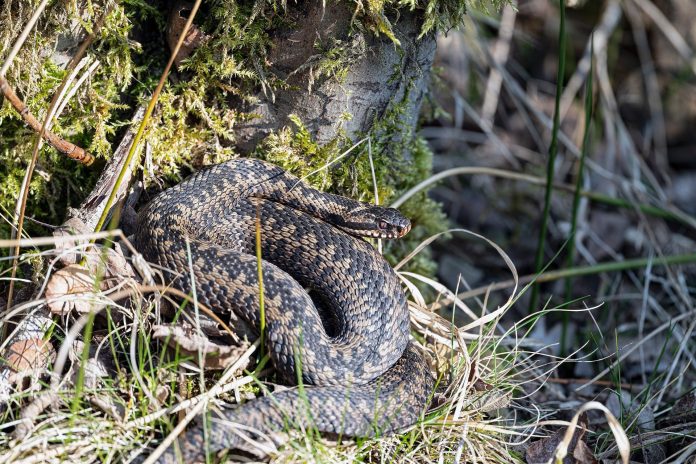 georg_wietschorke-adder-9646640_1920