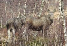 Ta elgens signaler på alvor Elgens kroppsspråk. Hodet er hevet og ørene står rett til værs hos både ku og kalv. De er oppmerksomme på deg og vurderer situasjonen, men er ikke synlig stressa. Foto: Arne Follestad