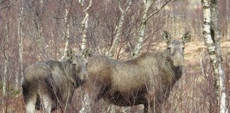 Ta elgens signaler på alvor Elgens kroppsspråk. Hodet er hevet og ørene står rett til værs hos både ku og kalv. De er oppmerksomme på deg og vurderer situasjonen, men er ikke synlig stressa. Foto: Arne Follestad