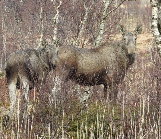 Ta elgens signaler på alvor Elgens kroppsspråk. Hodet er hevet og ørene står rett til værs hos både ku og kalv. De er oppmerksomme på deg og vurderer situasjonen, men er ikke synlig stressa. Foto: Arne Follestad
