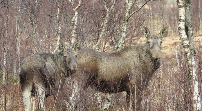 Ta elgens signaler på alvor Elgens kroppsspråk. Hodet er hevet og ørene står rett til værs hos både ku og kalv. De er oppmerksomme på deg og vurderer situasjonen, men er ikke synlig stressa. Foto: Arne Follestad